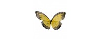 Papillons géants